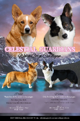 Celestial Guardians - Welsh Corgi Cardigan - Portée née le 01/12/2022