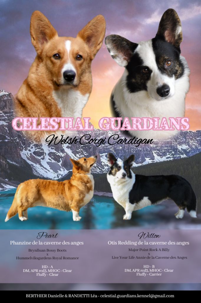 chiot Welsh Corgi Cardigan Celestial Guardians